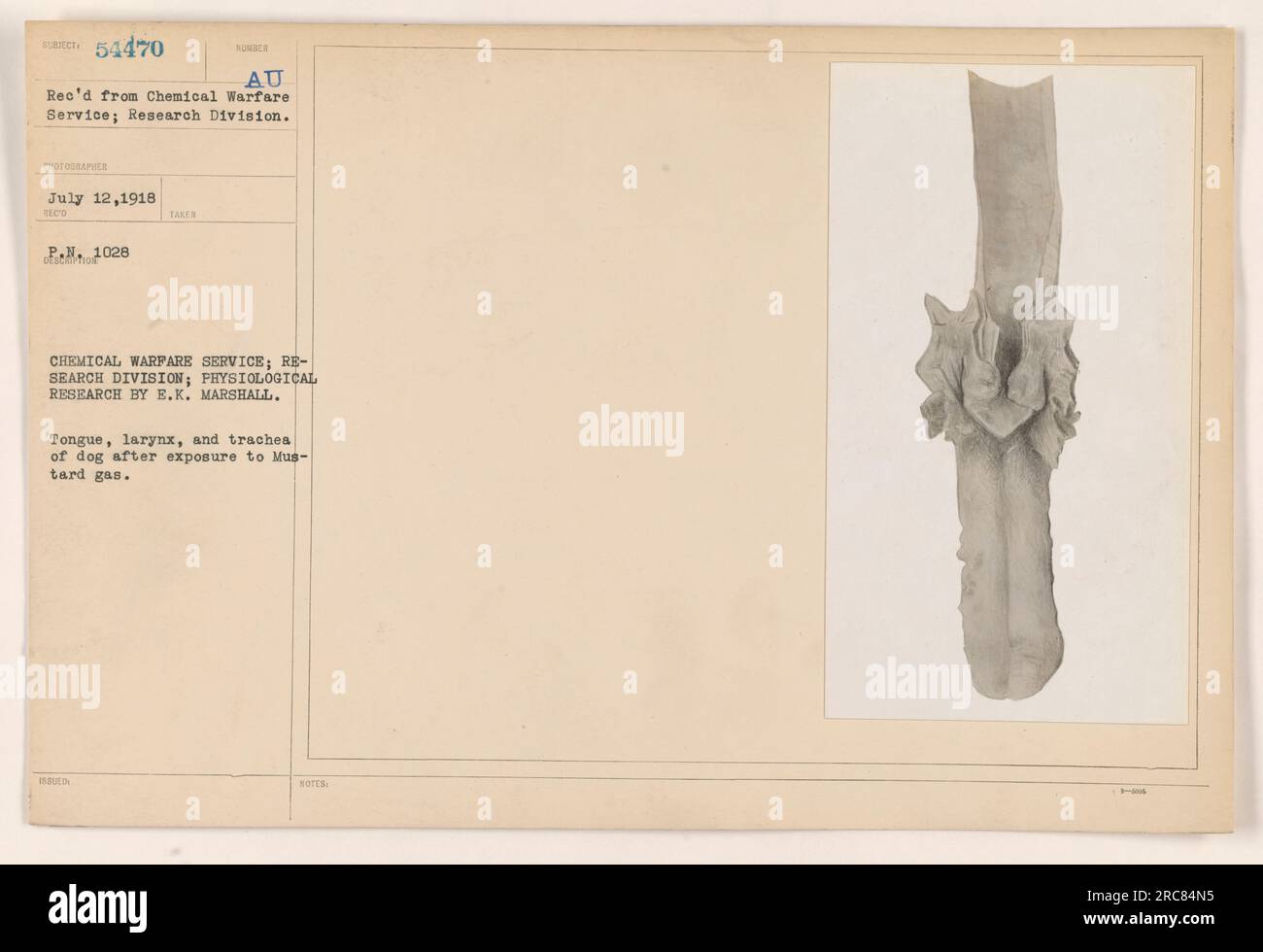 Photograph taken on July 12, 1918, depicts the tongue, larynx, and trachea of a dog after exposure to Mustard gas. The image is part of the Chemical Warfare Service's Research Division and was taken by photographer E.K. Marshall. The photograph is labeled as AU Rec'd from Chemical Warfare Service and highlights the physiological effects of Mustard gas. Stock Photo