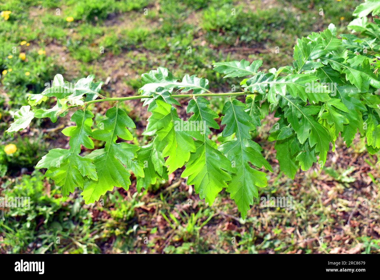Detail of the leaves of a chestnut-leaved oak (Quercus castaneifolia) grown in a park. It is native to the Caucasus and Iran. Stock Photo
