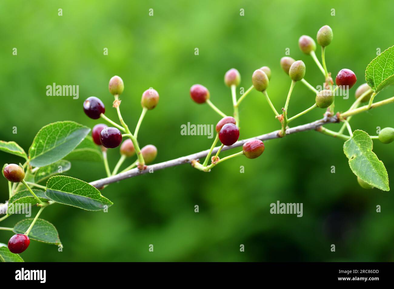 Detail of the leaves and fruits of mahaleb cherry (Prunus mahaleb). Image with selective blur Stock Photo