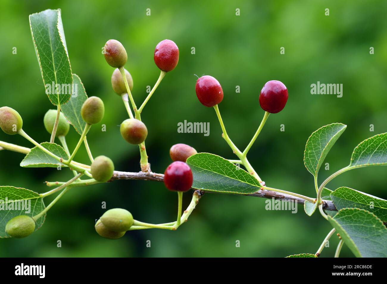 Detail of the leaves and fruits of mahaleb cherry (Prunus mahaleb). Stock Photo