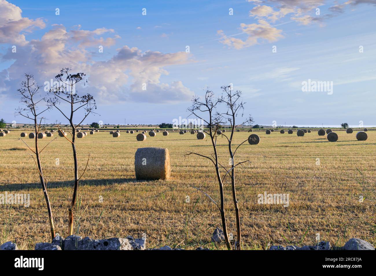 Rural landscape: straw bale in harvested corn fields in Apulia region, Italy. View of Alta Murgia National Park. Stock Photo