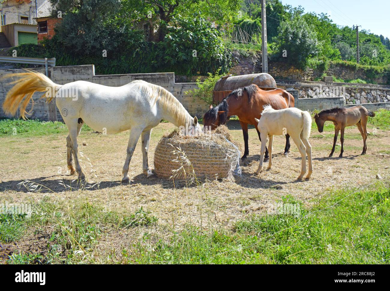 Horses in the meadow, Girona Spain Stock Photo