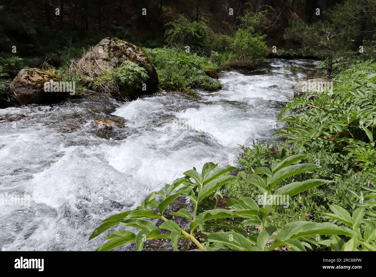 Cold waters of a mountain stream Stock Photo