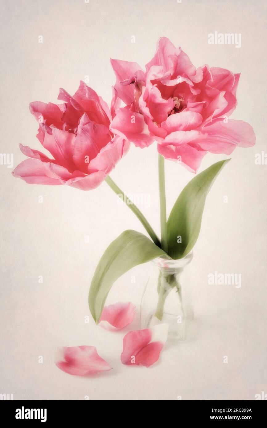 Two pink Double Tulips 'Queen of Hearts' in glass vase Stock Photo