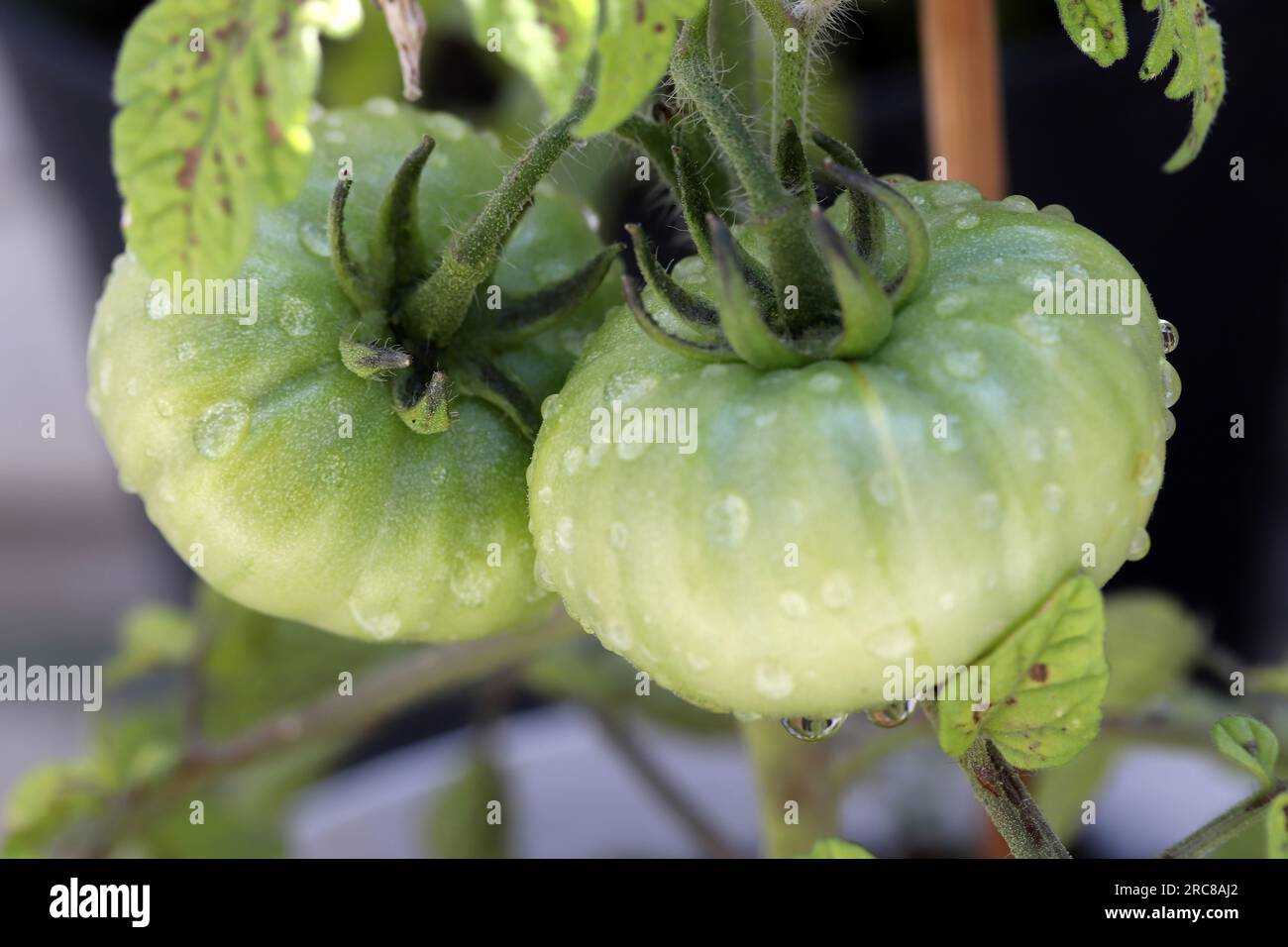 water drops on green tomato Stock Photo