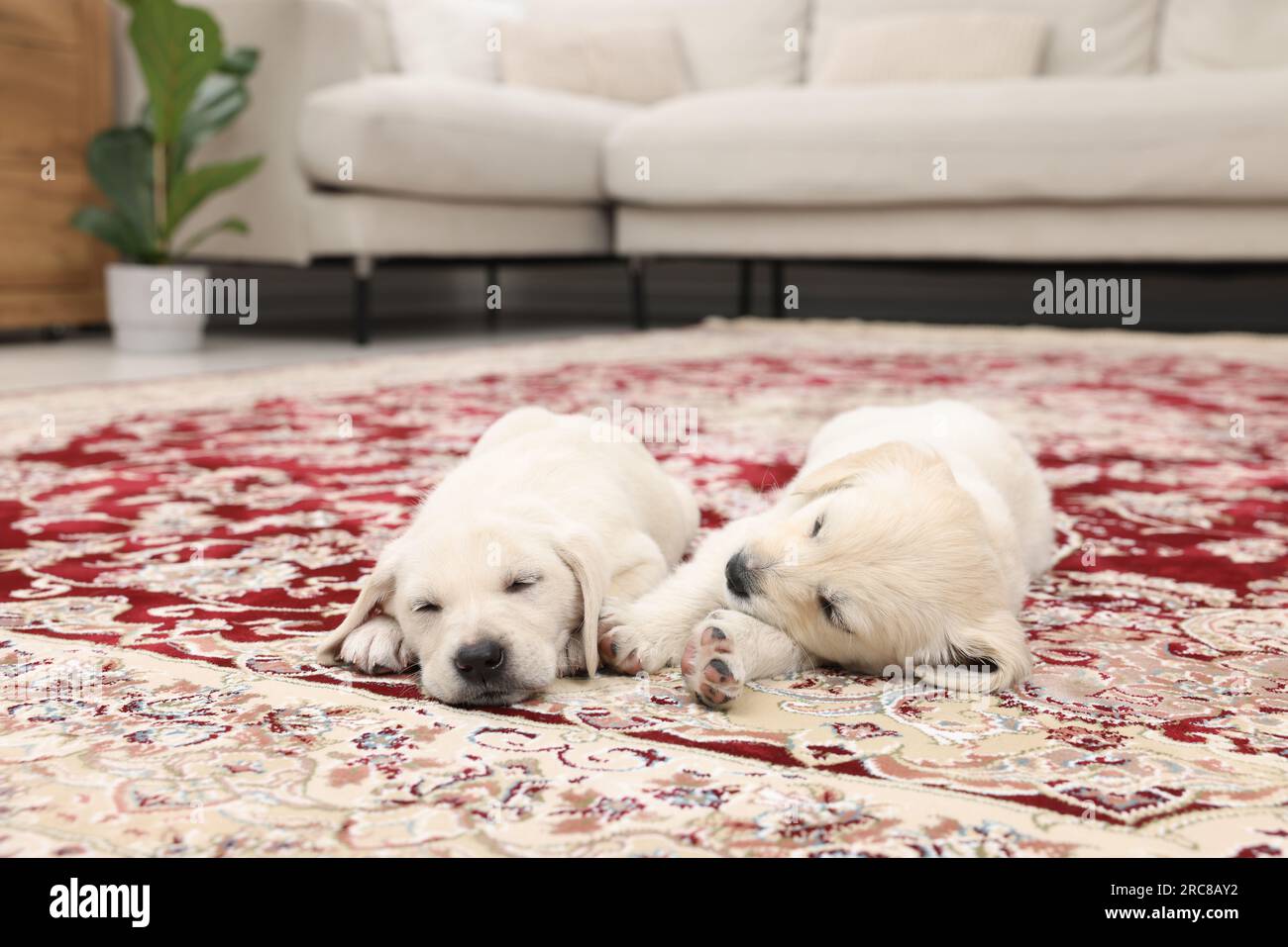 Cute little puppies sleeping on carpet indoors Stock Photo - Alamy