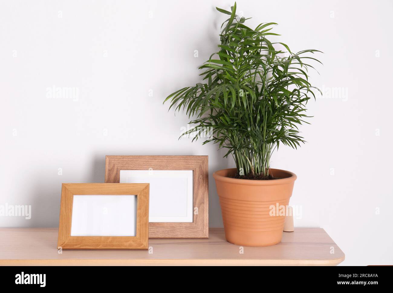 Wooden shelf with beautiful green houseplant and photo frames on white ...