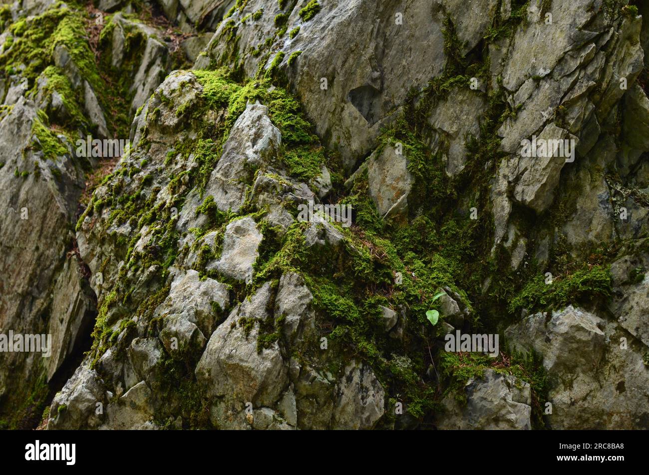 Rocks overgrown fresh green hi-res stock photography and images - Alamy