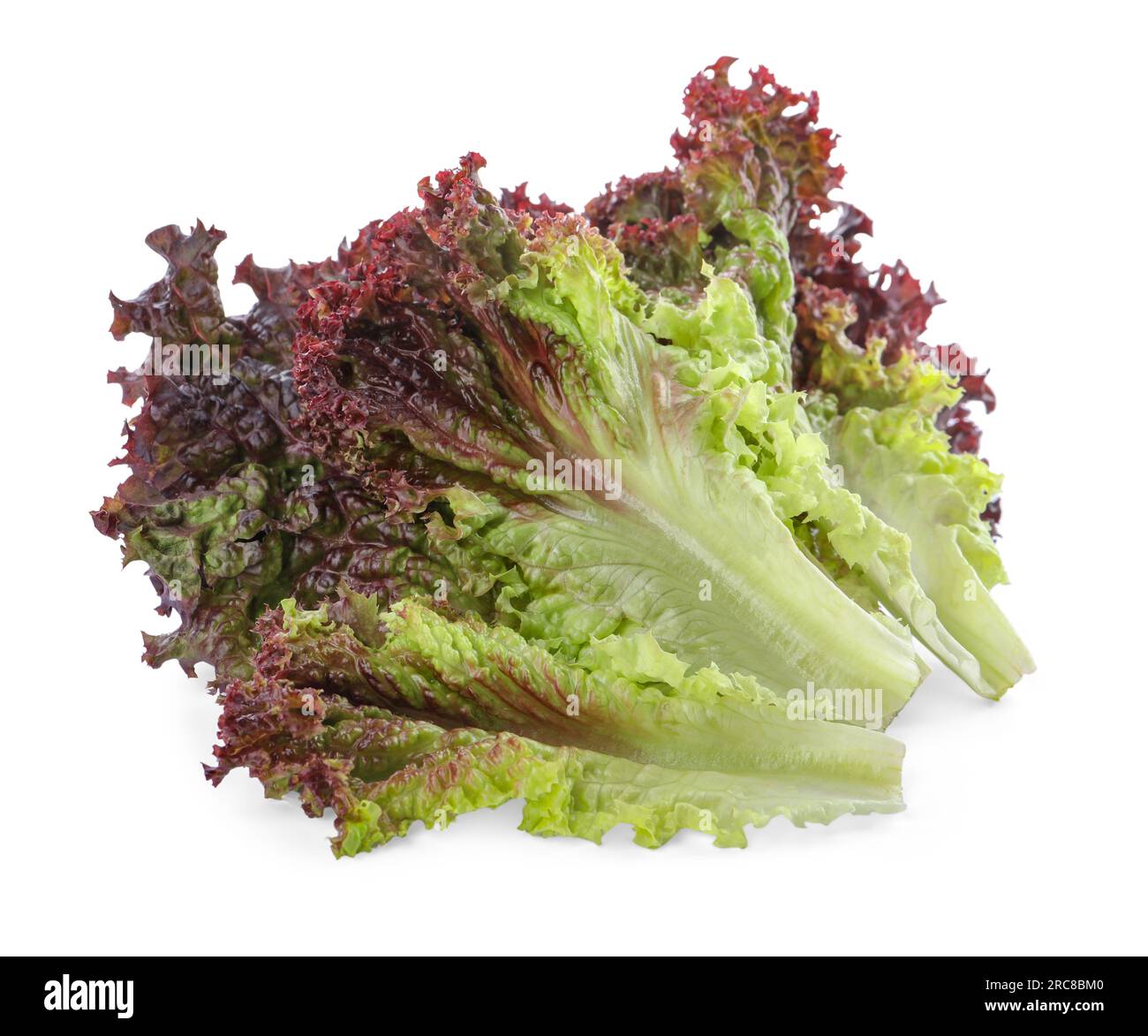 Leaves of fresh red coral lettuce isolated on white Stock Photo - Alamy