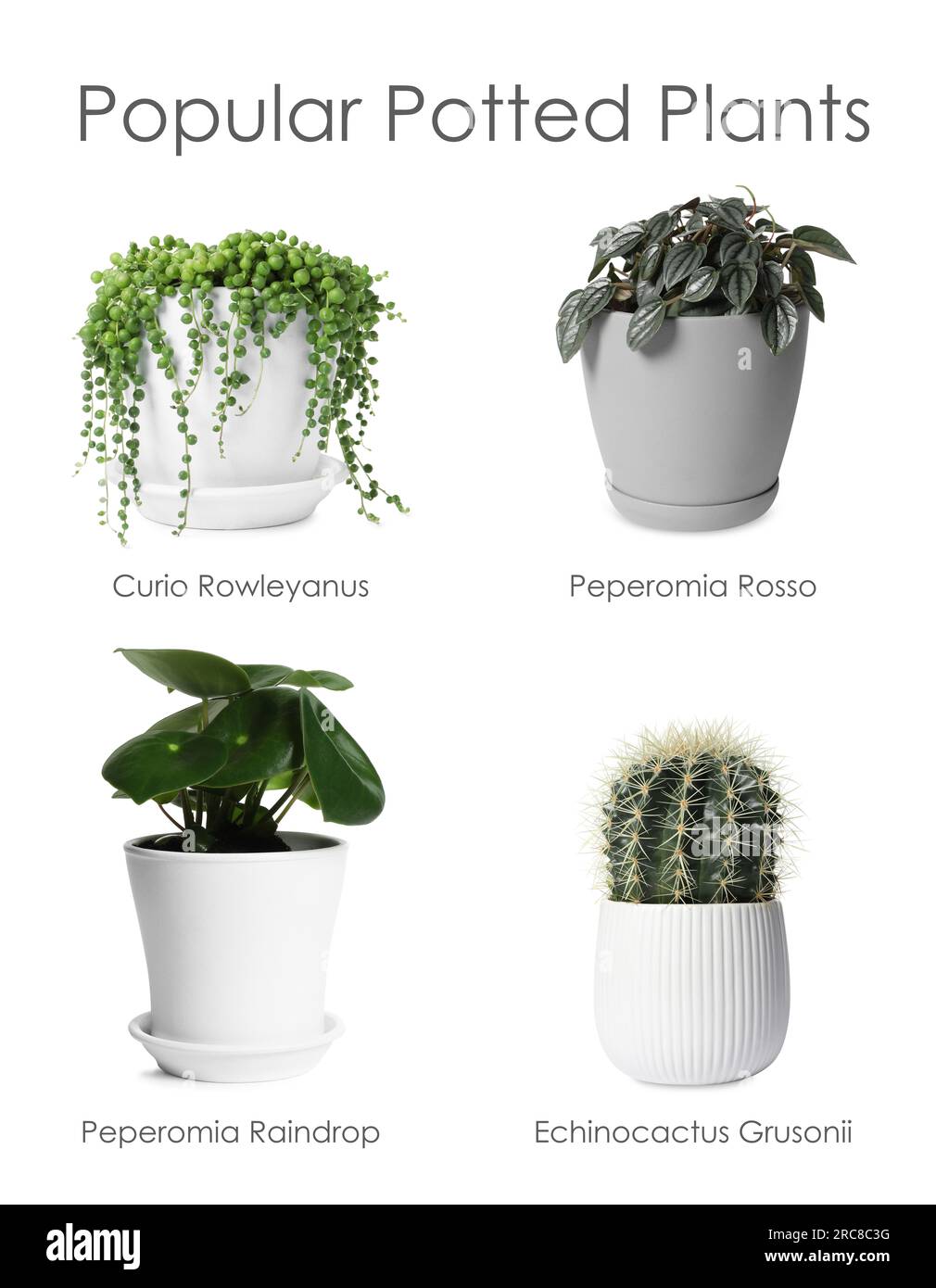 Set of many different popular potted plants with names on white background Stock Photo
