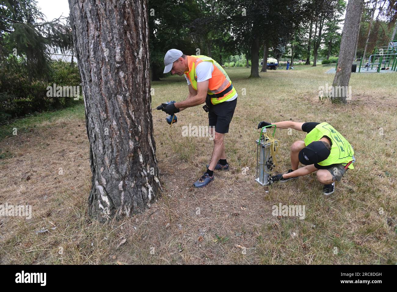 Certified arborist Vaclav Drhlik (left) and his son Filip are about to treat a pine tree against the parasitic fungal disease Lophodermium seditiosum in Kolarovy sady, Prostejov, Czech Republic, July 13, 2023. The town hall has allocated a total of 61 trees in the town for professional treatment. In addition to pine trees, which are treated with a nutrient solution of phosphorus, potassium and trace elements, they also treat Aesculus species infested with the horse-chestnut leaf miner (Cameraria ohridella) using insecticides. Both methods are environmentally friendly, as they are injected dire Stock Photo