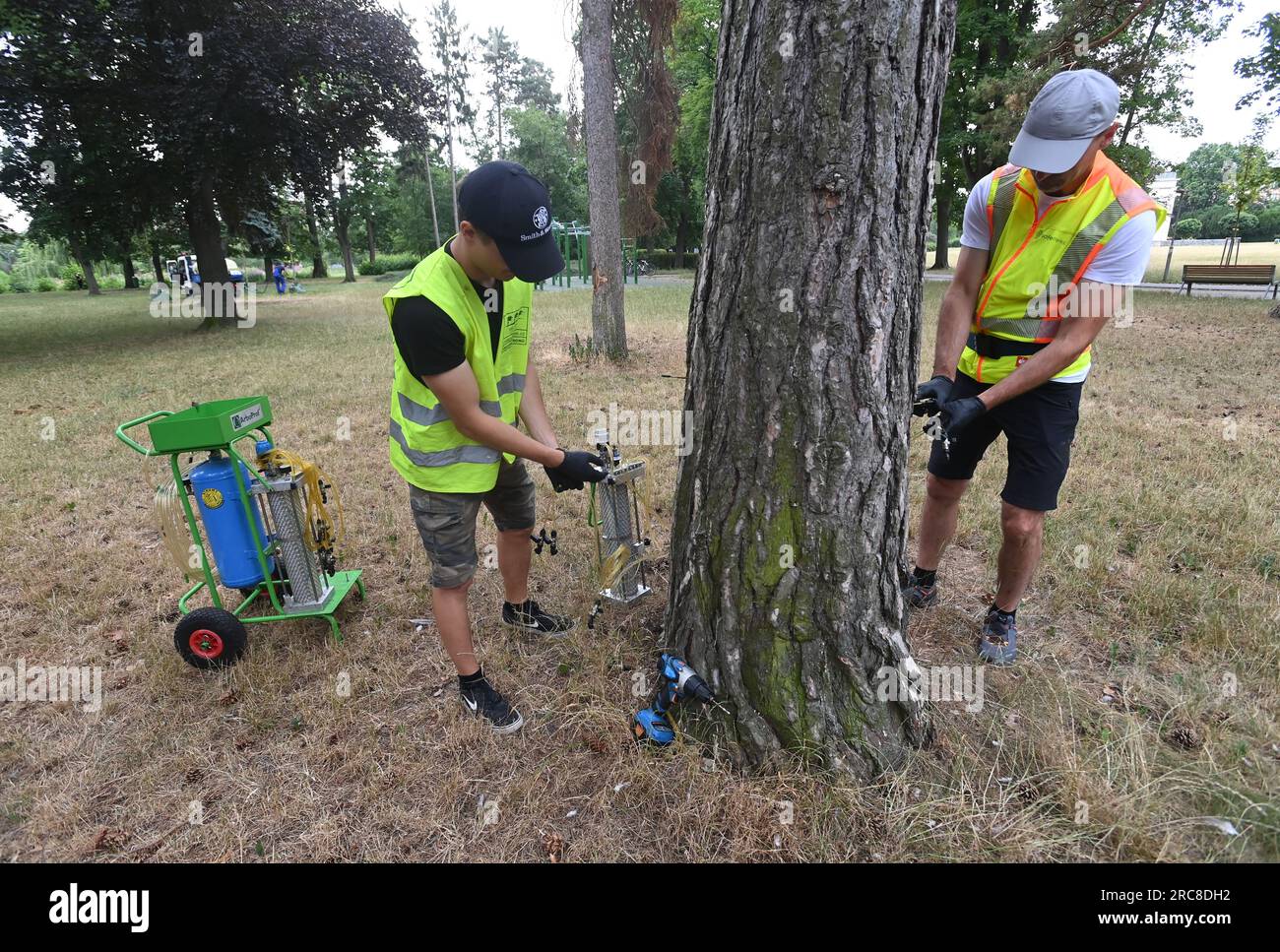 Certified arborist Vaclav Drhlik (right) and his son Filip are about to treat a pine tree against the parasitic fungal disease Lophodermium seditiosum in Kolarovy sady, Prostejov, Czech Republic, July 13, 2023. The town hall has allocated a total of 61 trees in the town for professional treatment. In addition to pine trees, which are treated with a nutrient solution of phosphorus, potassium and trace elements, they also treat Aesculus species infested with the horse-chestnut leaf miner (Cameraria ohridella) using insecticides. Both methods are environmentally friendly, as they are injected dir Stock Photo