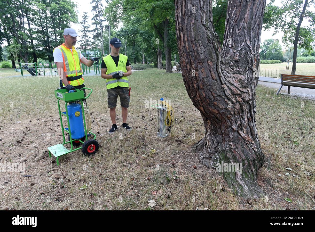 Certified arborist Vaclav Drhlik (left) and his son Filip are about to treat a pine tree against the parasitic fungal disease Lophodermium seditiosum in Kolarovy sady, Prostejov, Czech Republic, July 13, 2023. The town hall has allocated a total of 61 trees in the town for professional treatment. In addition to pine trees, which are treated with a nutrient solution of phosphorus, potassium and trace elements, they also treat Aesculus species infested with the horse-chestnut leaf miner (Cameraria ohridella) using insecticides. Both methods are environmentally friendly, as they are injected dire Stock Photo
