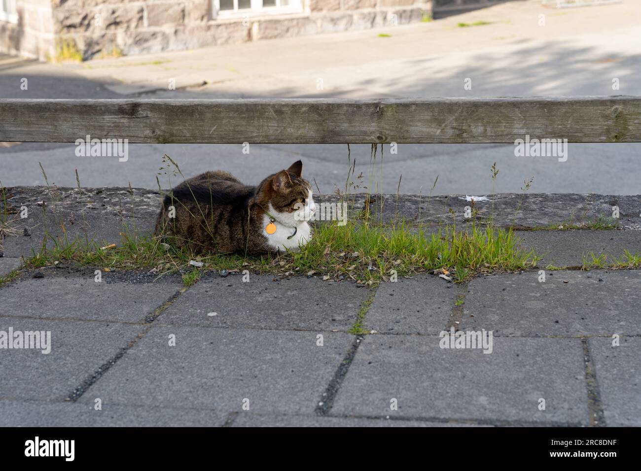 Domestic cat sitting on green grass patch on street Stock Photo