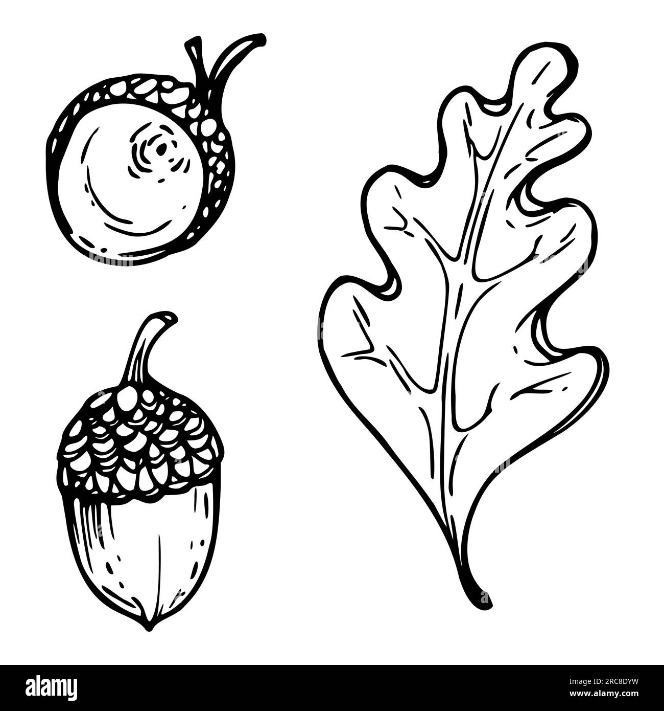 Acorn Clipart Black And White