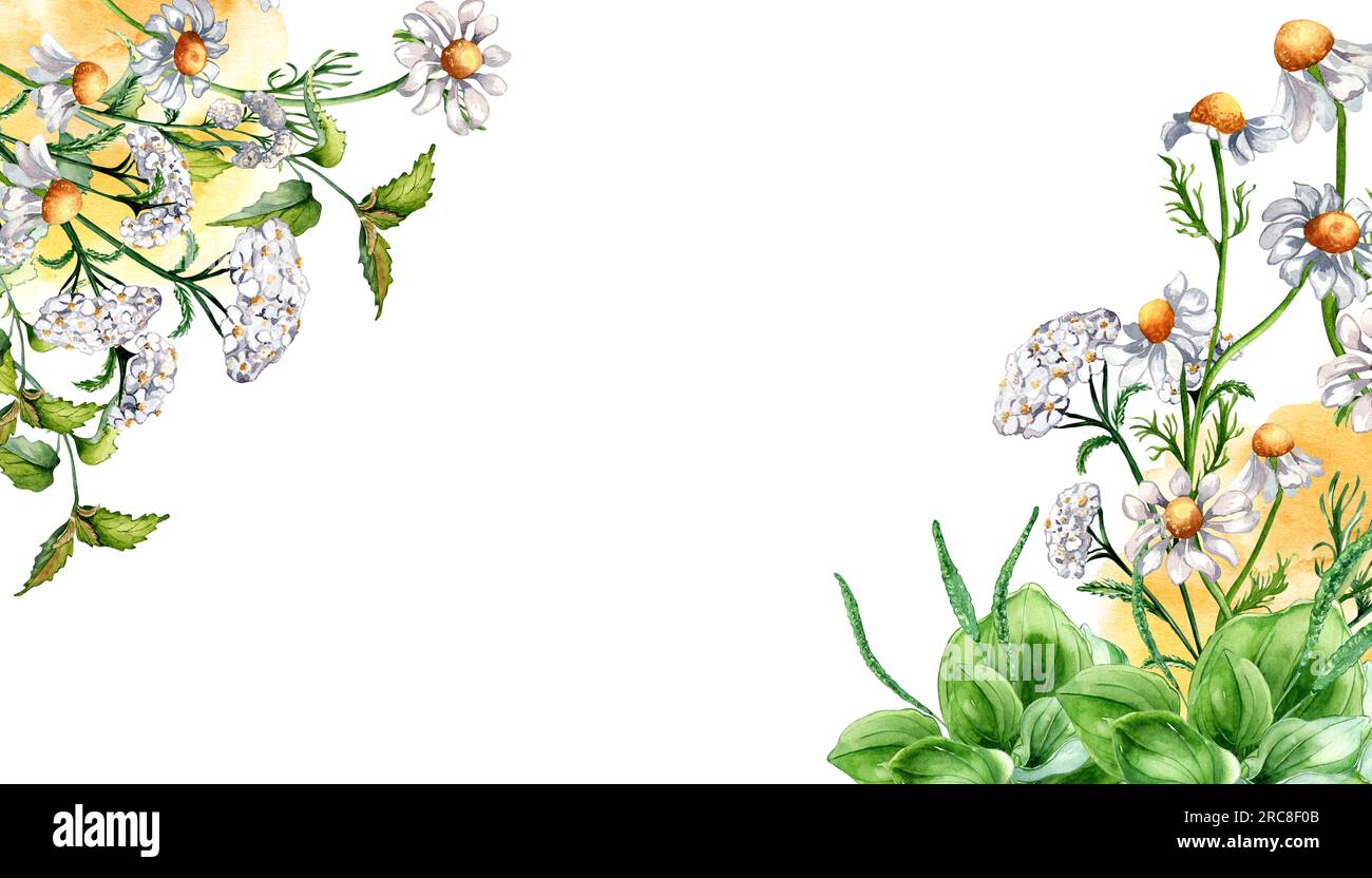 Border of meadow medicinal flower, herb plants watercolor illustration isolated on white background. Daisy, camomile, plantain, achillea millefolium h Stock Photo