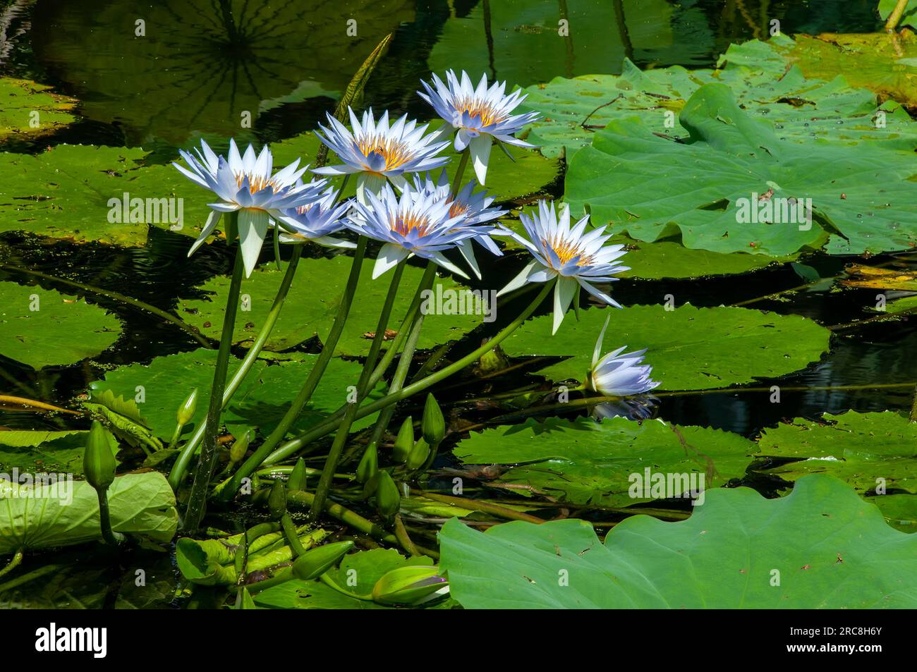 Sydney Australia, pond with purple flowering water lilies Stock Photo