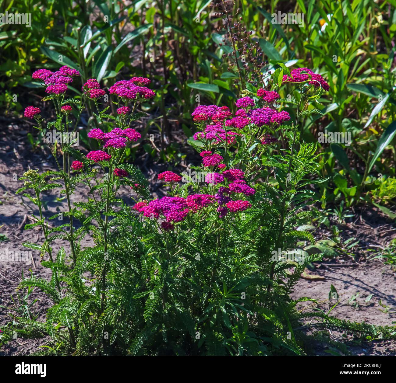 Pink blooming yarrow flowers in the forest. Achillea millefolium Cerise Queen. Stock Photo