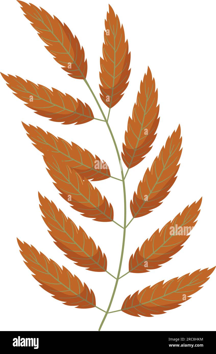 Autumn forest leaf branch illustration Stock Vector Image & Art - Alamy