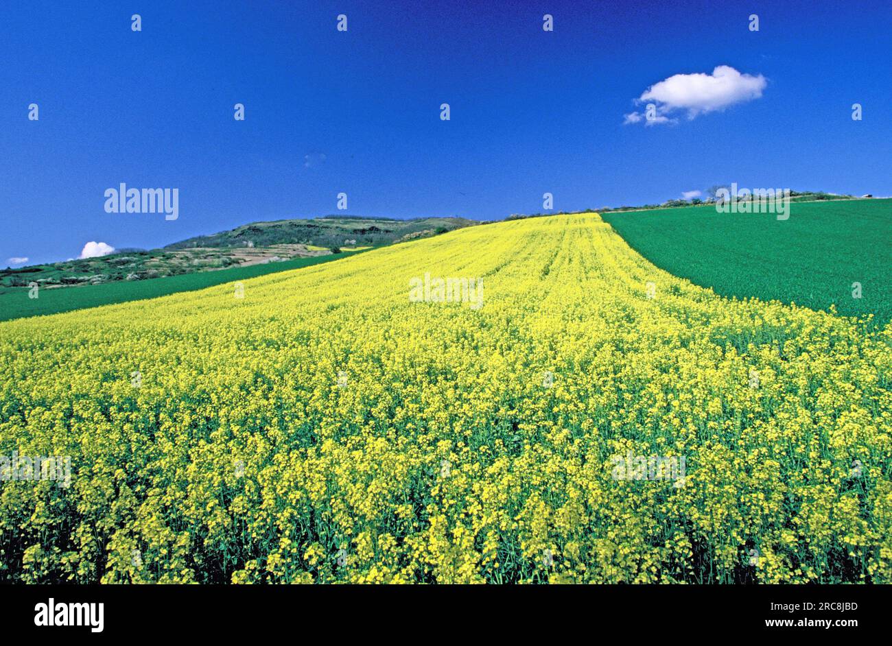 rapeseed field, Limagne plain, Auvergne, France Stock Photo