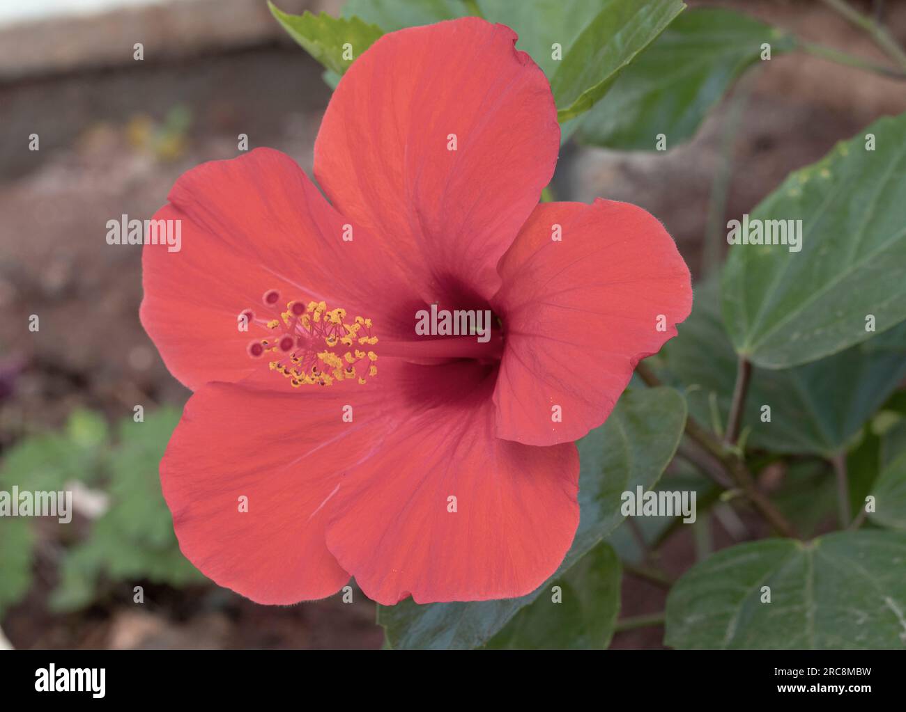 The Hibiscus bush is a popular garden plant and thrives in tropical