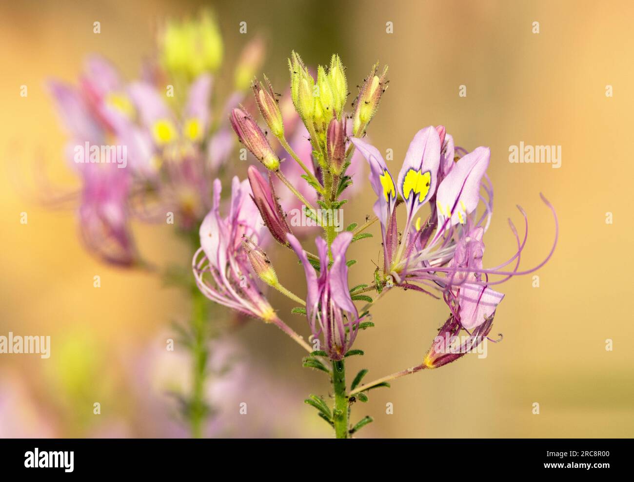 The Pretty Lady is one of the longest last flowers in the bush. Their fresh green leaves are edible, and the dry seeds make a substitute for mustard. Stock Photo