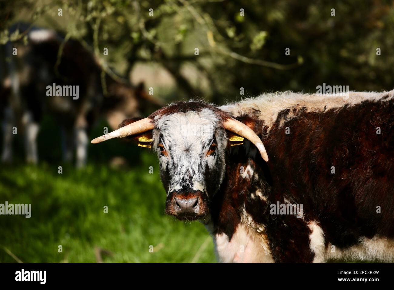 English longhorn cattle grazing hi-res stock photography and images - Alamy