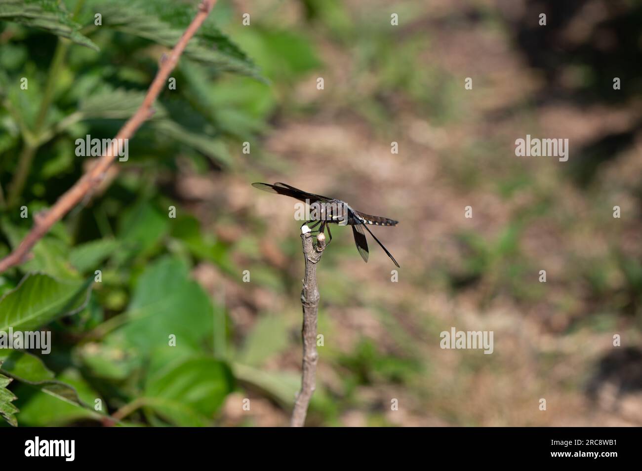 A maile juvenile Common Whitetail Dragonfly Plathemis lydia perched on a branch Stock Photo