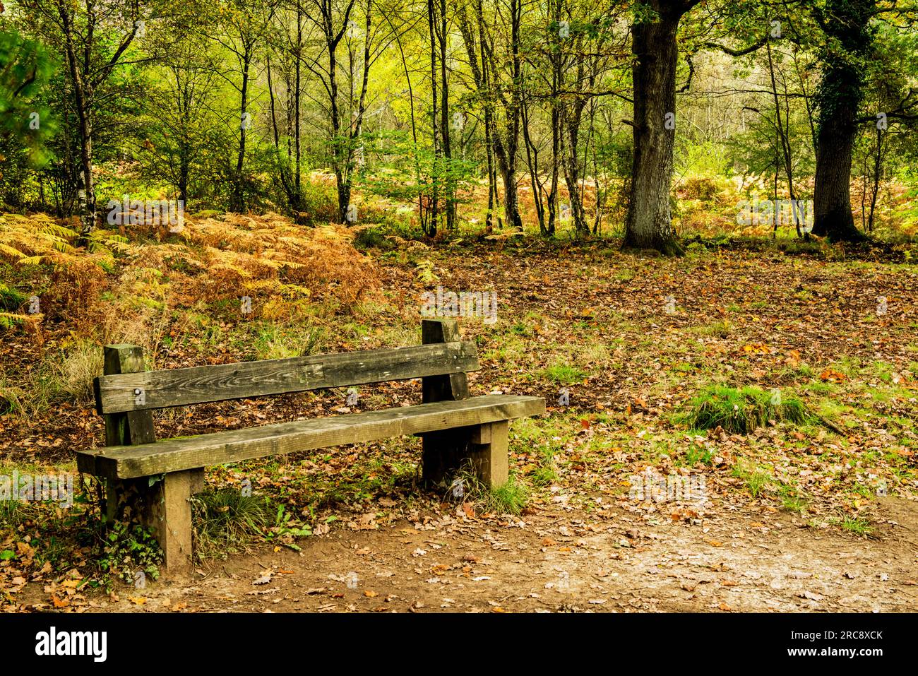 Autumn in the Forest of Dean in Gloucestershire with a really rustic look to it. And, fortunately, a bench to sit and enjoy Cannop Ponds. Stock Photo