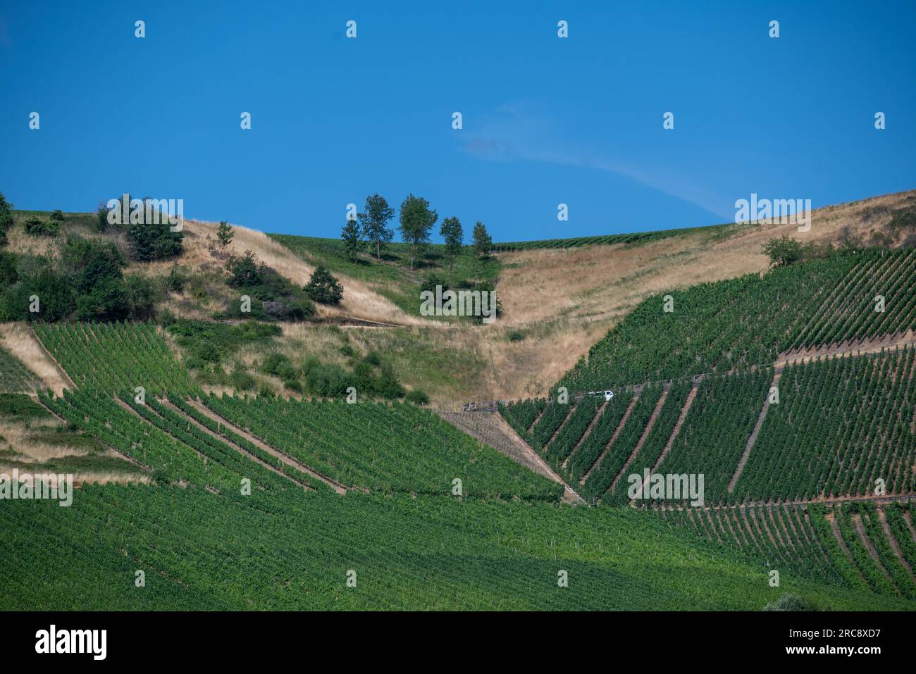 Neumagen Dhron, Germany. 13th July, 2023. Dry grassy areas can be seen between vineyards. Credit: Harald Tittel/dpa/Alamy Live News Stock Photo