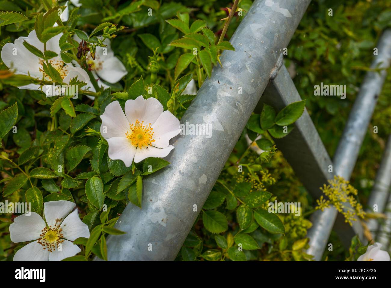 Rosa canina or the Dog Rose, a climbing wild rose species native to