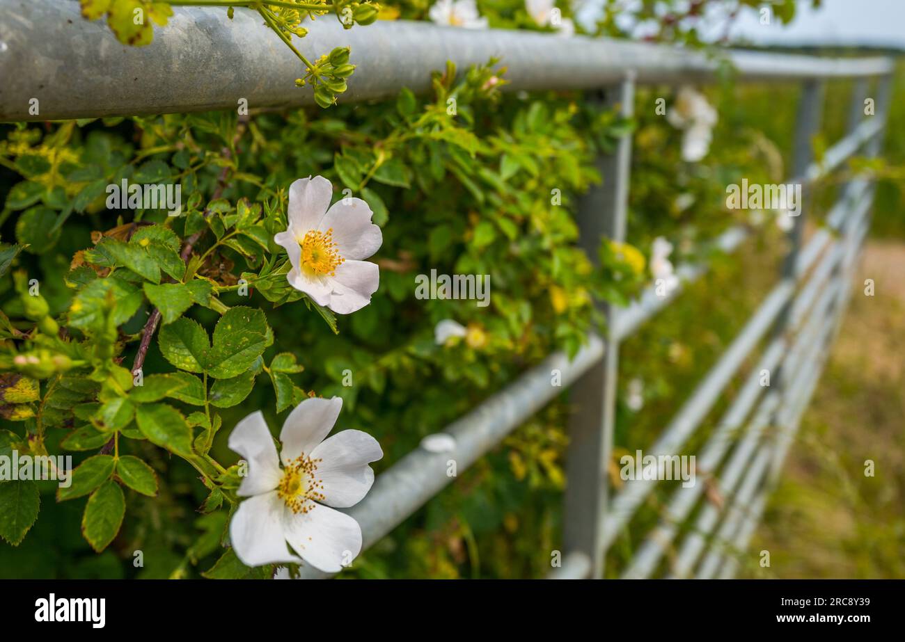 Rosa canina or the Dog Rose, a climbing wild rose species native to