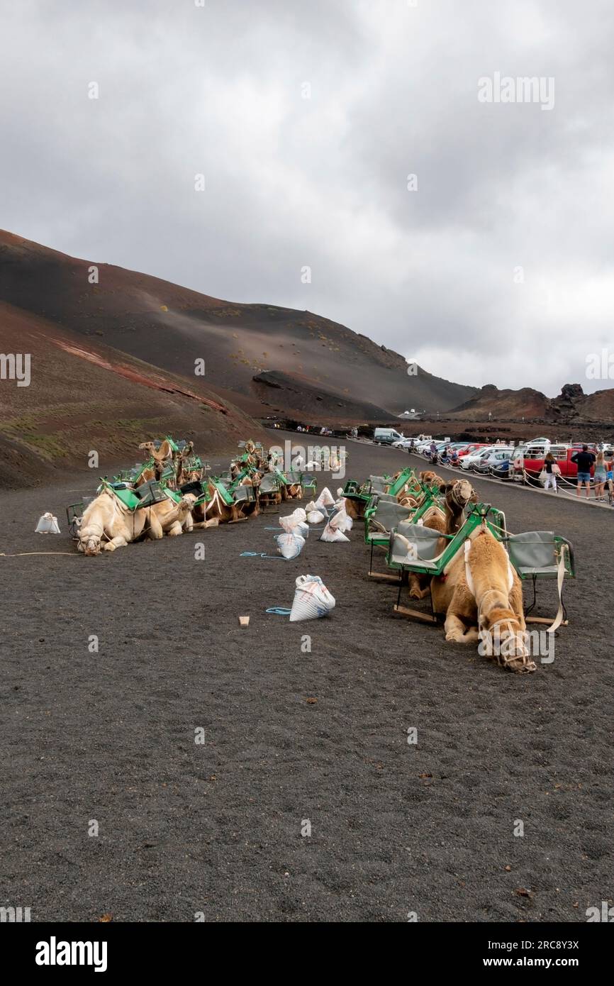 Yaiza, Las Palmas, Lanzarote, Canary Islands, Spain - April 22, 2023: Dromedaries resting in the Echadero de los  Camellos, a  tourist attraction loca Stock Photo