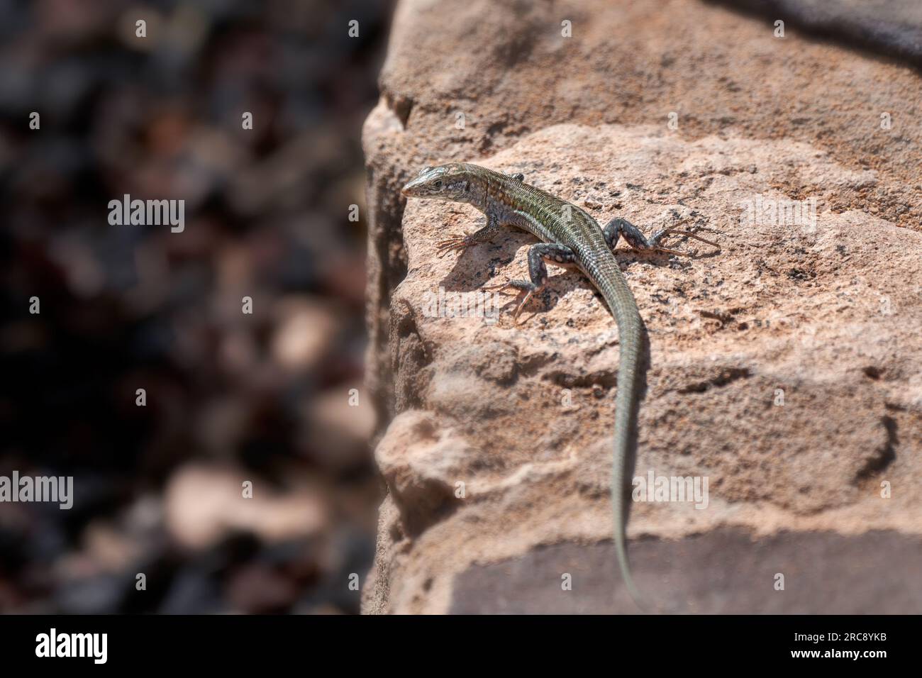 Atlantic lizard (Gallotia atlantica) on a stone wall in Fuerteventura Stock Photo