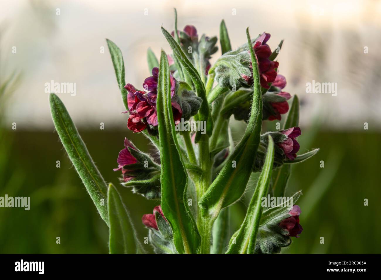 In the wild, Cynoglossum officinale blooms among grasses. A close-up of the colorful flowers of the common sedum in a typical habitat. Stock Photo
