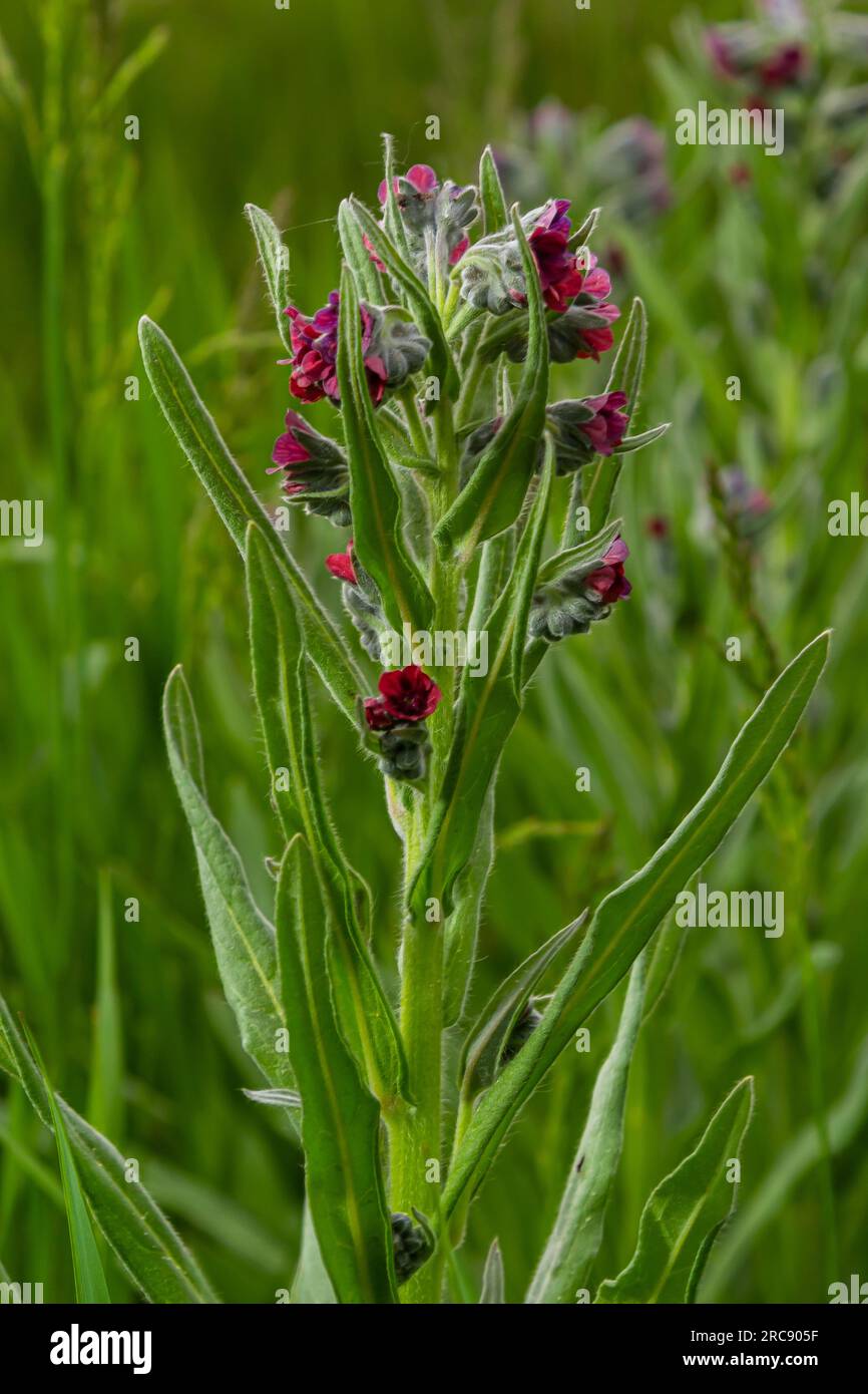 In the wild, Cynoglossum officinale blooms among grasses. A close-up of the colorful flowers of the common sedum in a typical habitat. Stock Photo