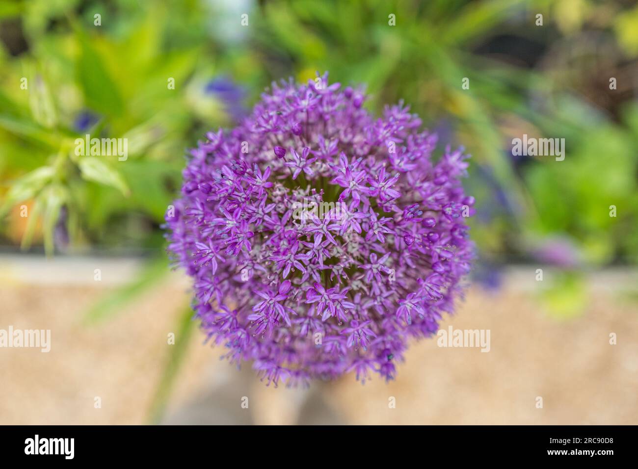 Purple Allium Ambassador plant in full flower. Stock Photo