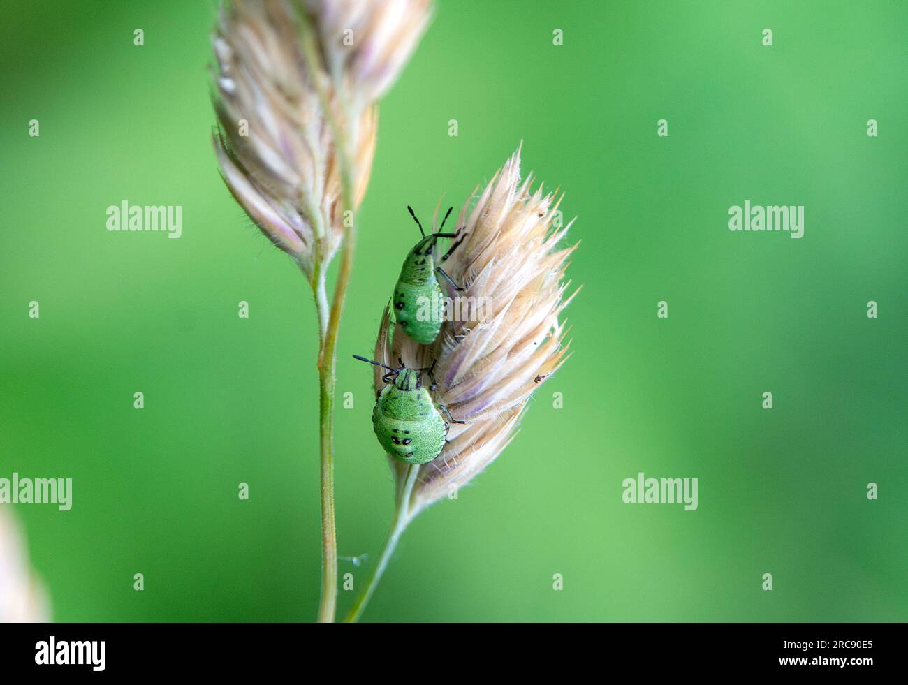 Fotogalerie: Kleine Käfer - ganz groß - [GEO]