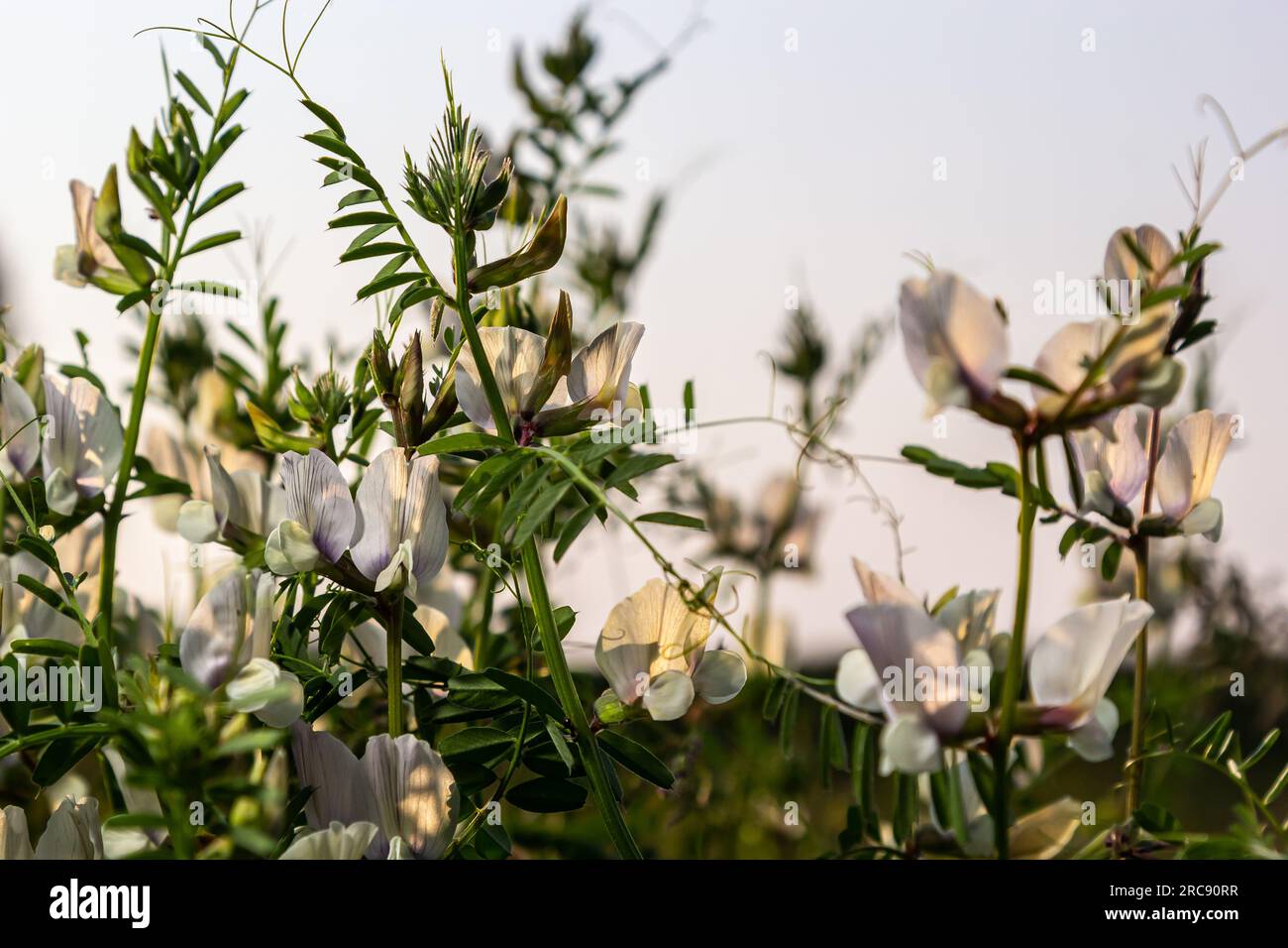 Botanical natural hi-res stock photography and images - Alamy