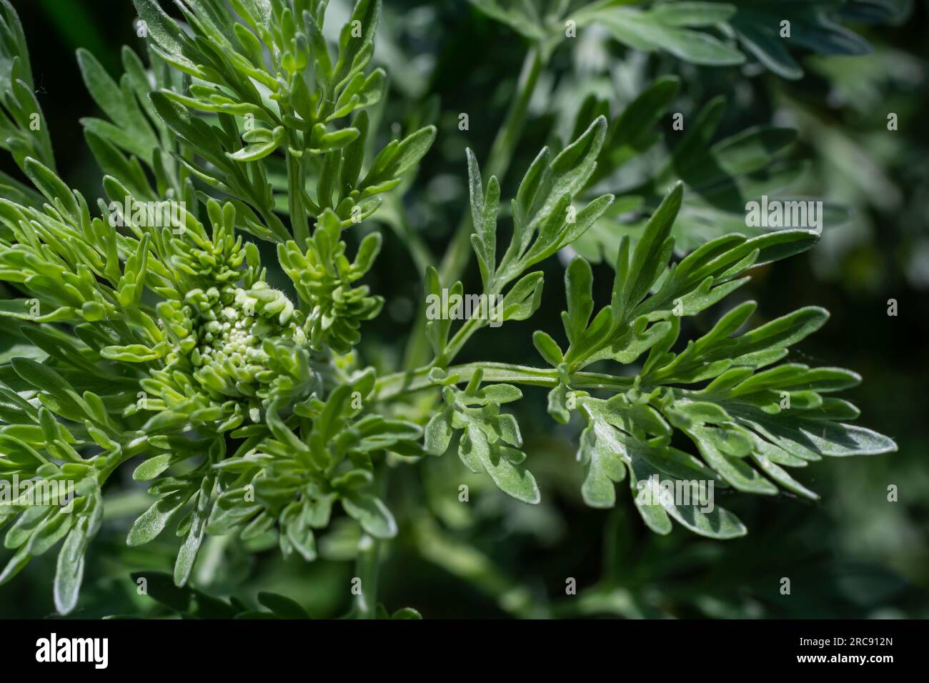 camellia house plant Debutante Camellia