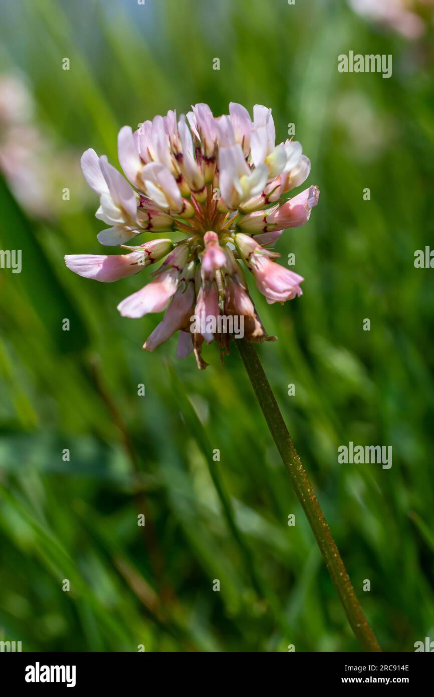 White clover flowers. Fabaceae perennial plants. April-July is the