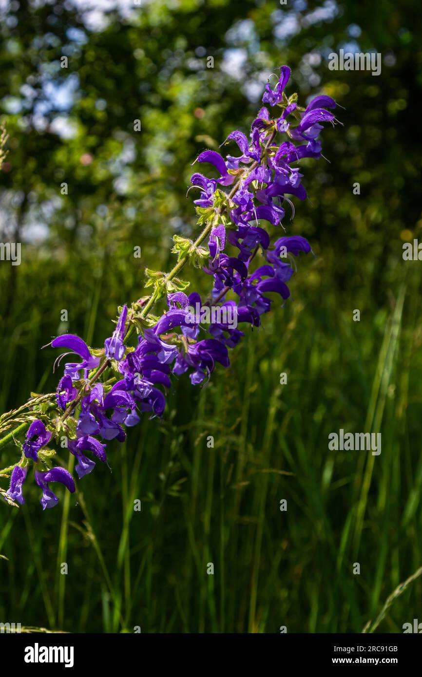 Clary Sage Flower Base - Creative Formulas