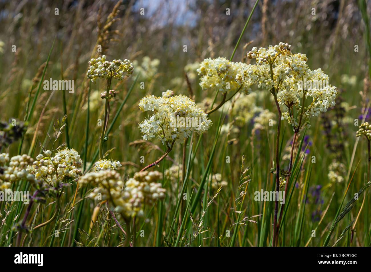 Flowering spring meadow. Filipendula vulgaris, commonly known as dropwort or fern-leaf dropwort. Place for text, blurred background. Stock Photo