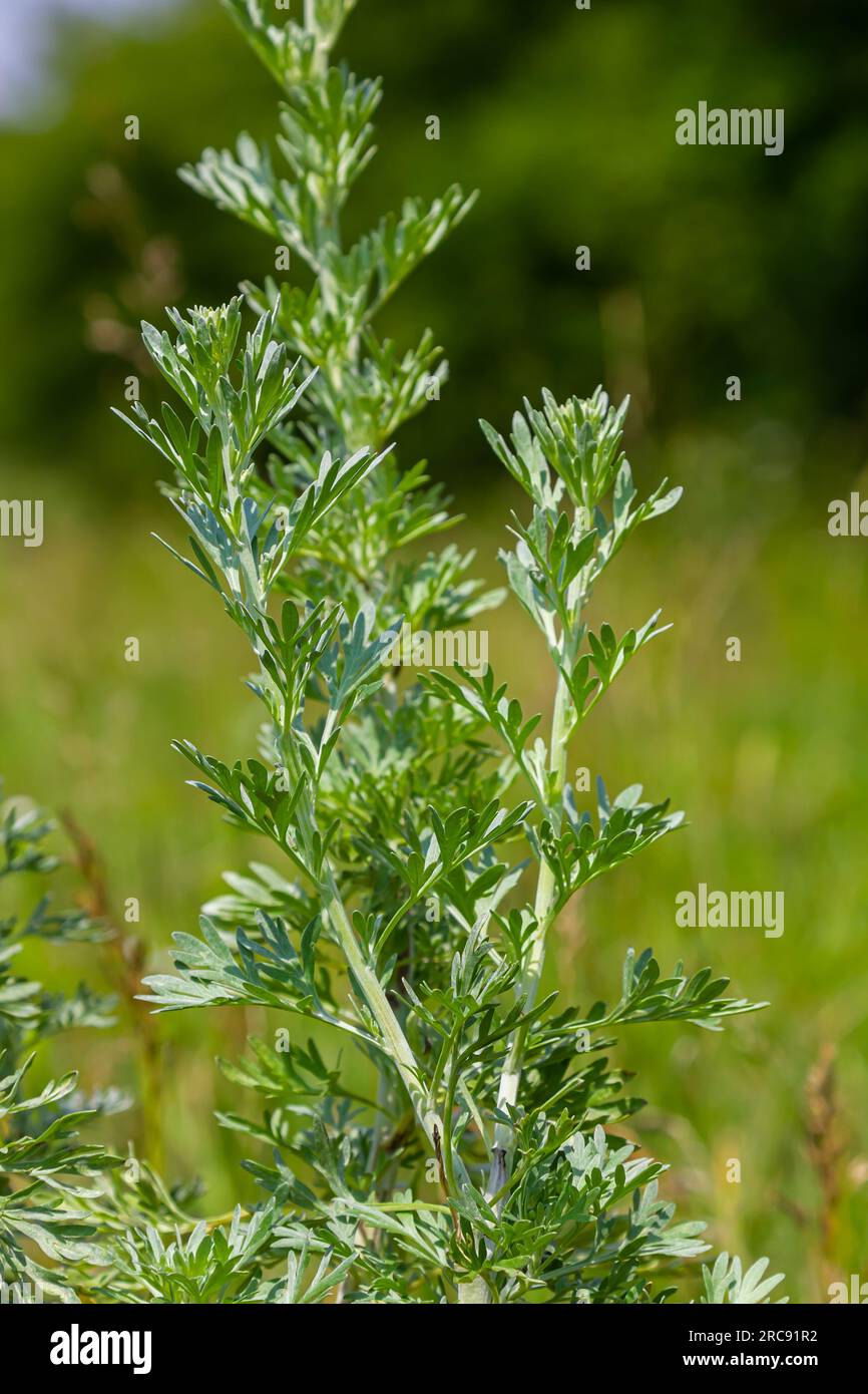 Absinthe plant hires stock photography and images Alamy
