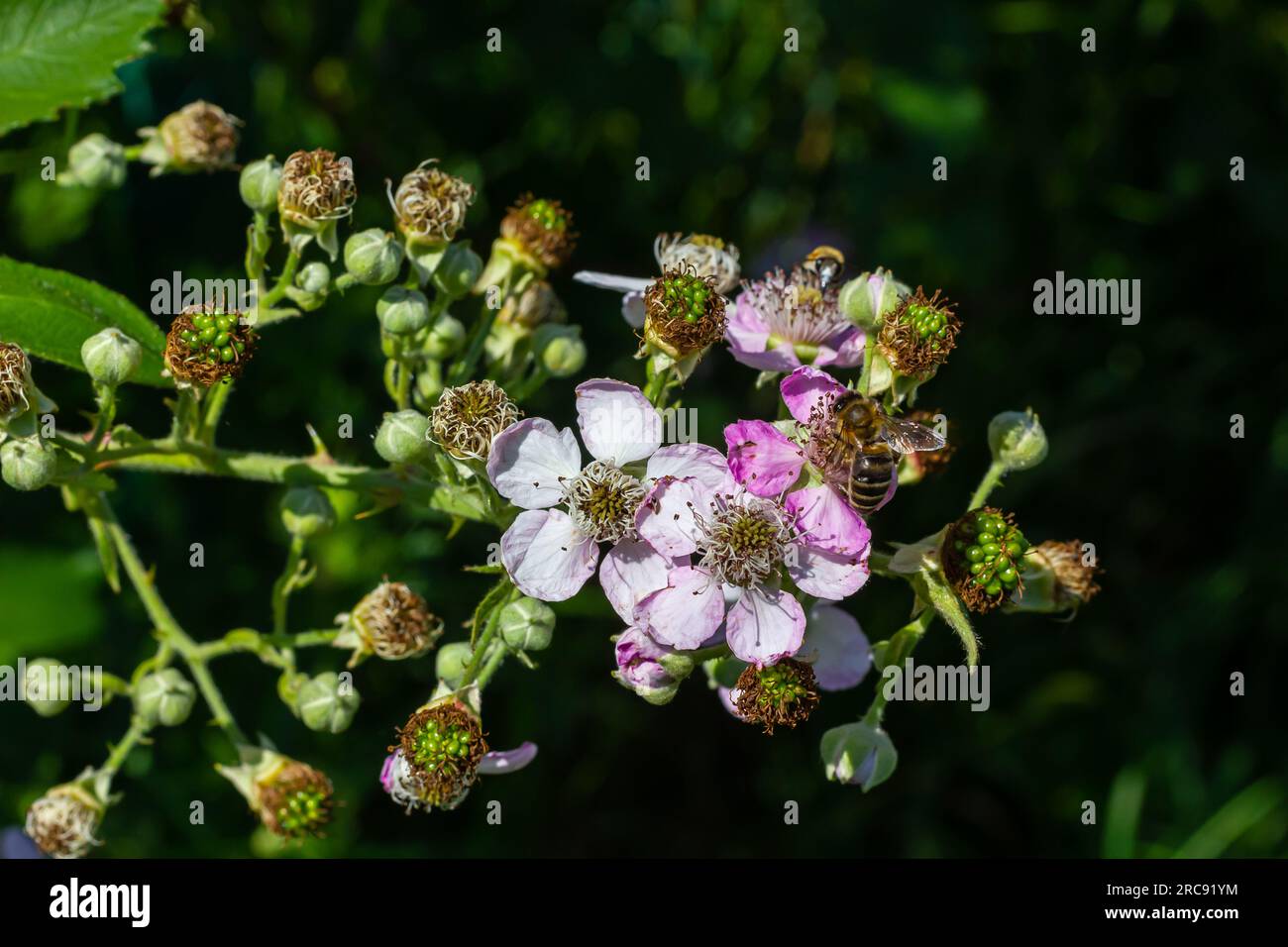 Soft pink blackberry flowers and buds in spring - Rubus fruticosus. Stock Photo