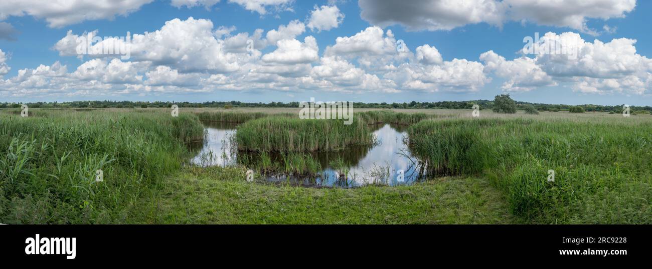 Panoramic or wide angle view the RSPB nature reserve, Strumpshaw fen in Norfolk. Stock Photo