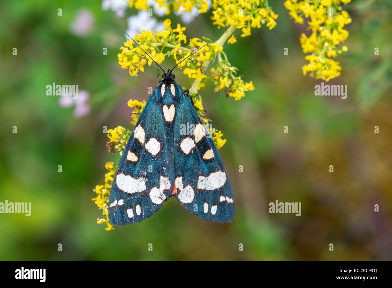 Scarlet tiger moth (Callimorpha dominula) resting on lady's bedstraw wildflowers during the day, Hampshire, England, UK Stock Photo