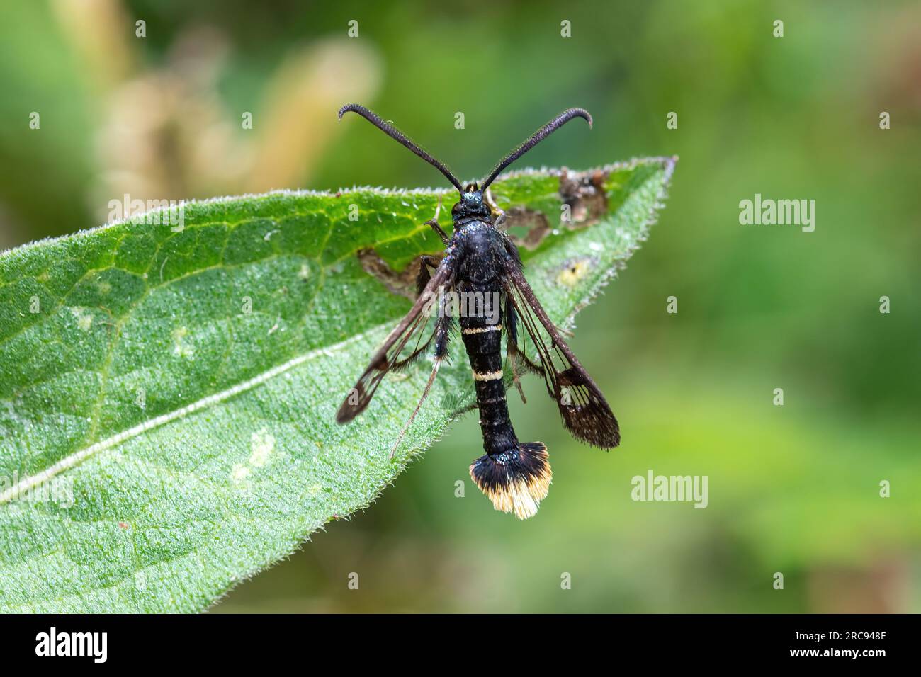 Orange-tailed clearwing moth (Synanthedon andrenaeformis) male in Hampshire, England, UK, during July Stock Photo