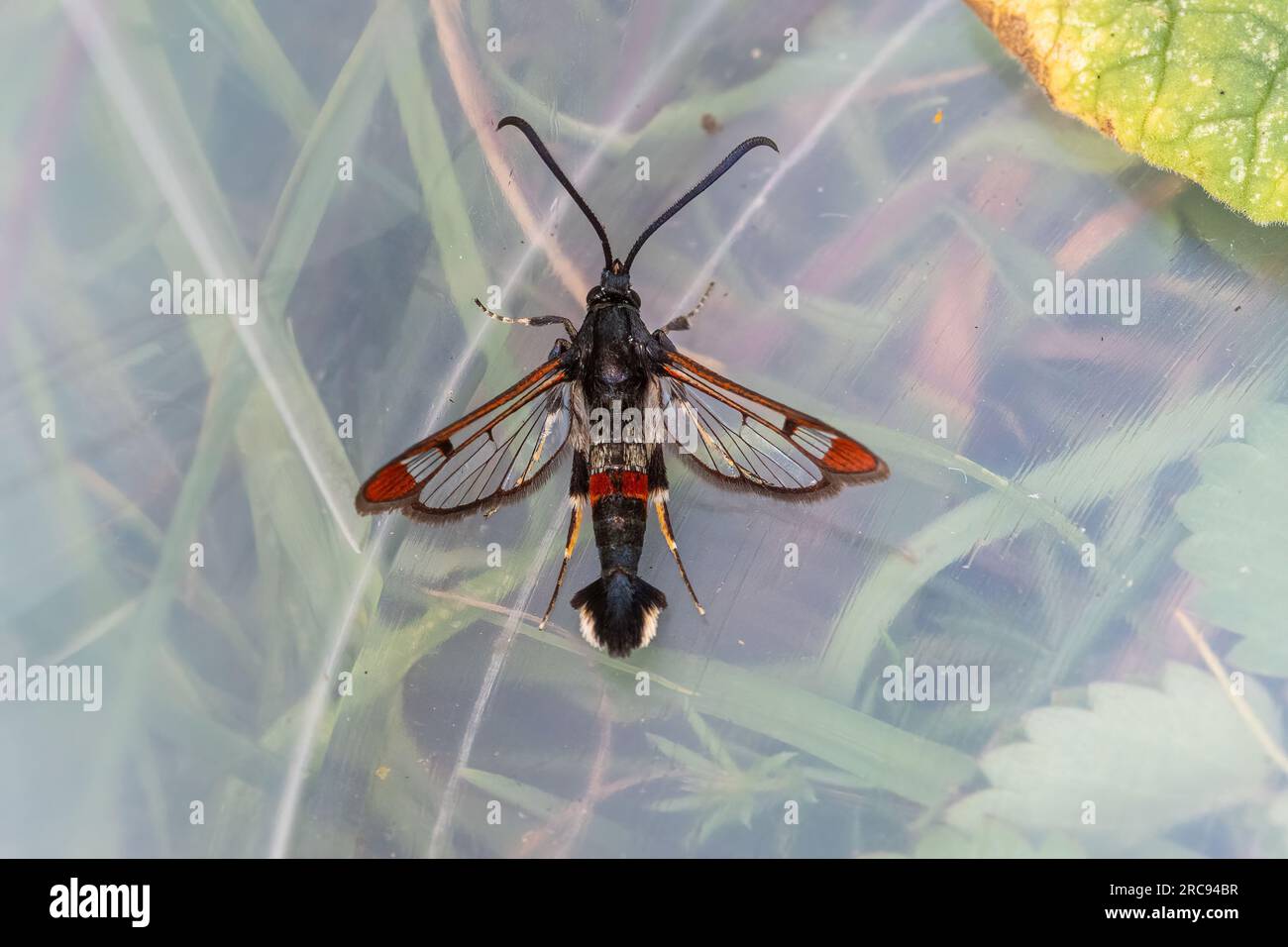Red-tipped clearwing moth (Synanthedon formicaeformis), a male attracted by pheromone lure in Hampshire, England, UK, during July Stock Photo