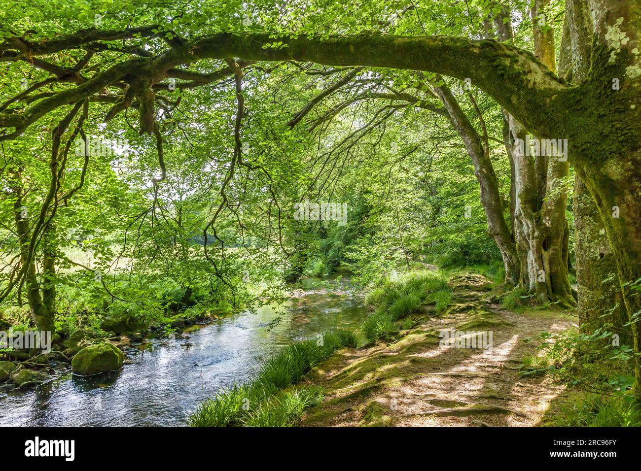 geography / travel, Great Britain, Cornwall, St. Neots, Fowey River St. Neots, Bodmin Moor, Cornwall, ADDITIONAL-RIGHTS-CLEARANCE-INFO-NOT-AVAILABLE Stock Photo